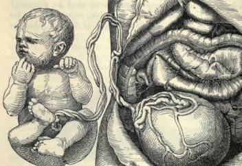 Жаңа туған сәбидің кіндігі мен "серігі" де бизнеске айналған ба?