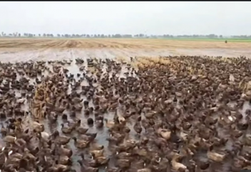 Күріш алқабын зиянкестерден қорғау үшін үйректі үйірімен пайдалануда (видео)