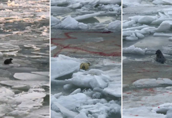 Новорожденного детеныша тюленя сняли на видео в Мангистау. Как косатки смывают тюленей со льда (видео)