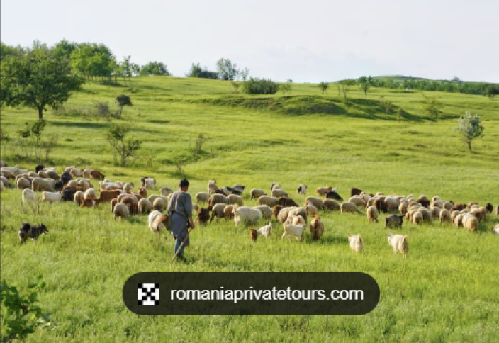 Потеря пастбищ, вызванная изменением климата, может оставить без работы десятки миллионов скотоводов