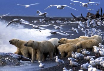 Тағы бір жануар жаһандық жылынудан жойылады