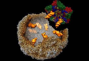 Вирустық инфекцияны басудың әдісі табылды