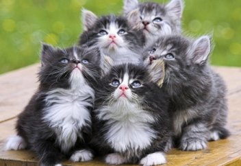 Мысық туралы ғалымдардың айтқаны