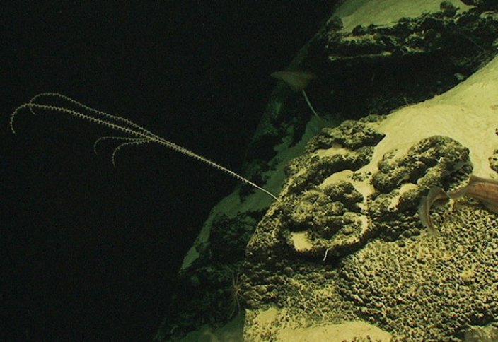 Разные: Как морские существа защищают нас от миллионов вирусов. Самый распространенный в океане организм выращивает вирус в своем ДНК