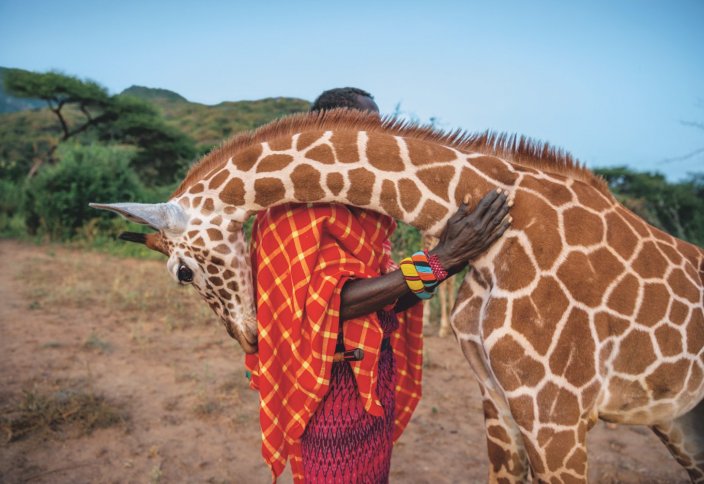 Грациозные гиганты – жирафы. Как защитить символ Африки?