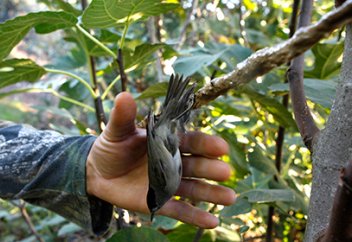 Зоозащитники насчитали 800 тысяч убитых на британское военное базе на Кипре птиц