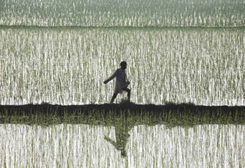 Үндістан күріш өсіруді азайтуы керек − ғалымдар