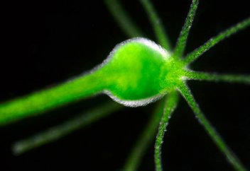 В гидрах нашли источник бессмертия