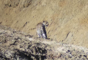 Редкий гость забрел в Мангистау из Туркменистана (видео)