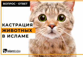 Кастрация животных: разрешена или запретна?
