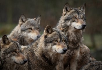 Токсоплазмозды жұқтырған жыртқыштың үйір көшбасшысы болу ықтималдығы 46 есе жоғарылайды (видео)