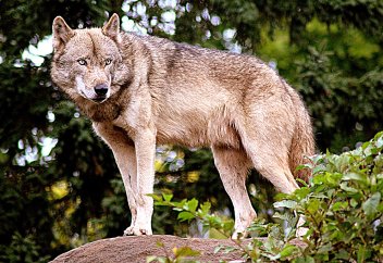 У волков нашли обостренное чувство справедливости