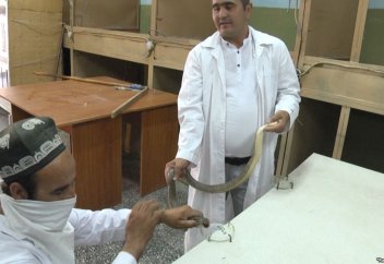 В Таджикистане вновь начали добывать змеиный яд