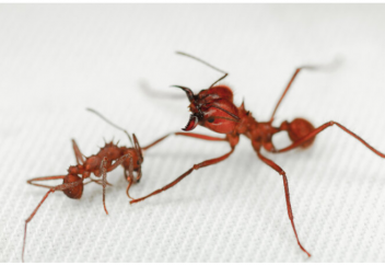 Жәндіктен тұңғыш рет минералды «бронежилет» табылды