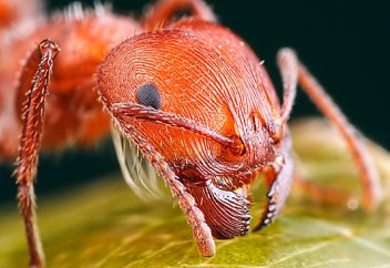 Жапонияға отты құмырсқалар шабуыл жасауда