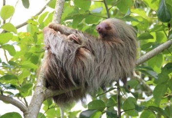 Вставай и делай! Почему лень не так проста, как мы думаем, и что на самом деле скрывается за ней
