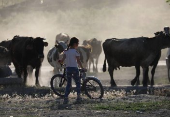 В Казахстане на уровне закона определят статус личных подсобных хозяйств