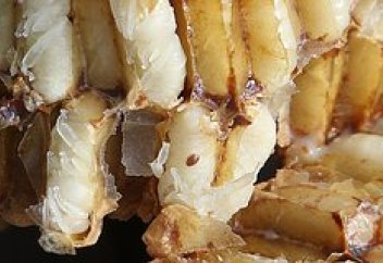 "Паразиттік варроа кенесі бал арасының тұқымын тұздай құртады" - Роберт Пакстон