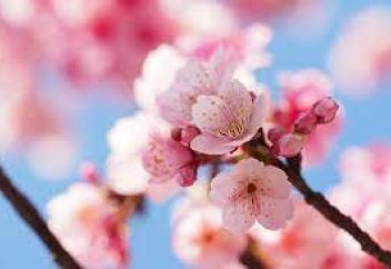 Корейцы захотели вырубить все японские сакуры из-за борьбы с колониализмом