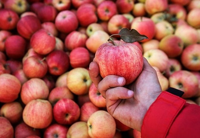 Разные: Производство яблок в Казахстане за год выросло на 20%