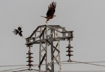 Елімізде жыл сайын бір ғана себептен 20 мыңдай құс жойылуда