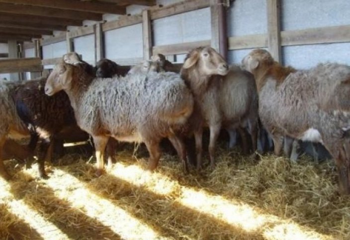 Еліміздің селекционерлері тайыншадай қой өсіруде