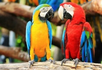 Тотықұстар туралы қызықты мәлімет