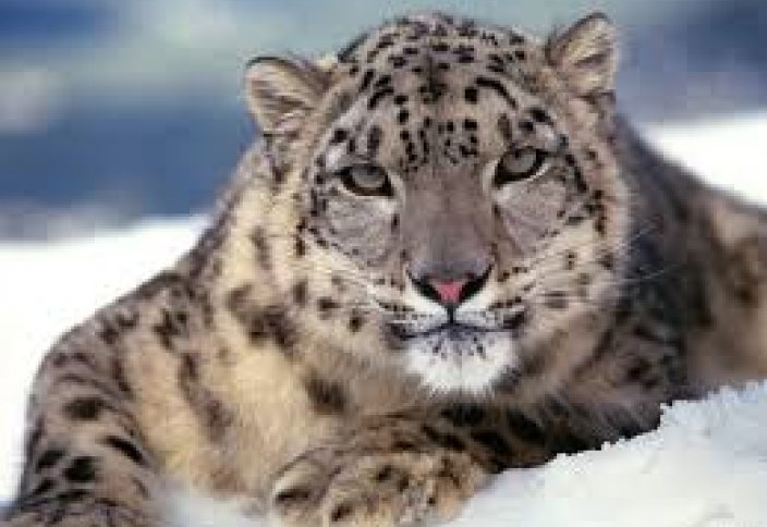 Қар барысын сақтап қалу мақсатында ауқымды зерттеу жүргізілетін болады (видео)