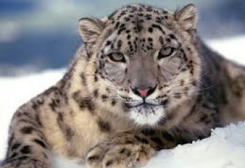 Қар барысын сақтап қалу мақсатында ауқымды зерттеу жүргізілетін болады (видео)