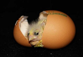 Түскі асқа алынған жұмыртқаның ішінен балапан шықты