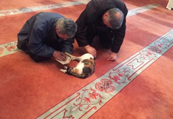 Қаңғыбас мысықтар мешіттен пана тапты (видео)