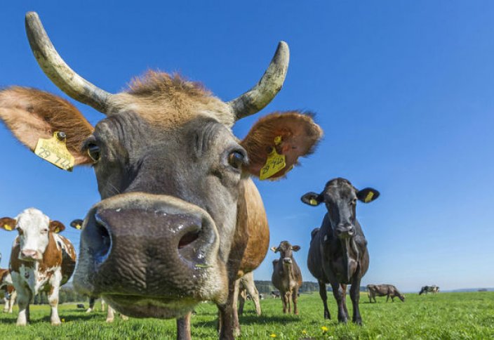 Коровам будущего будет не страшно глобальное потепление