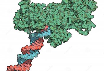 Ұйқы шақыратын ақуыз табылды