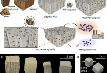 Ғалымдар ағашқа көмірқышқыл газын сіңіріп, оны ағашта «ұстап» тұру жолын тапты