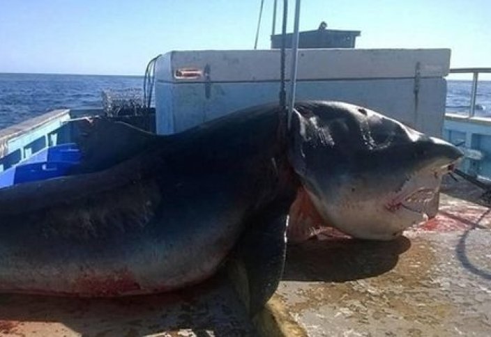 Жануарлар әлемі: Алып акула және адам сияқты жылайтын ит