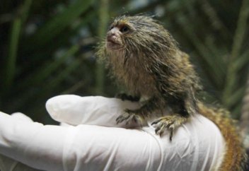 Жаһан: Төрт маймыл баласының кесірінен екі елдің қатынасы одан ары ушығып кетті