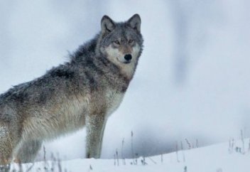 Қасқыр күллі жануарлар арасында рекорд орнатты. Несімен?