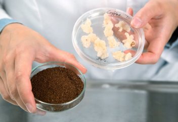 Жасушадан кофе өсірілді