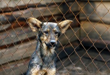 Қазақстандықтарға жануарларға қатыгездік жасағаны үшін 5,8 миллион теңгеге дейін айыппұл салынуы мүмкін