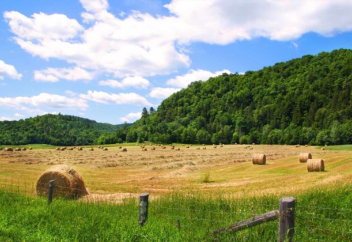 Единый гербарный фонд: чем богата флора Казахстана