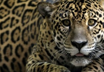 Жауарлар әлeмі: АҚШ жеріндегі жалғыз ягуар бейнекамераға түсіп қалды (видео)