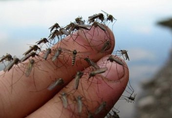 Биологи выяснили, как сделать человека невидимым для комаров