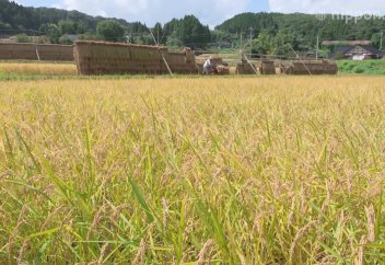 Орылған күрішті кептірудің жапонша тәсілі (видео)