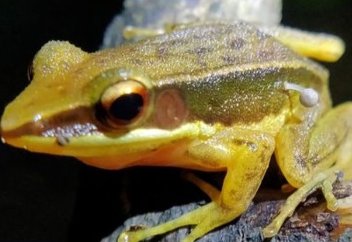 Жаратылыс заңына «қарсы» бақа табылды