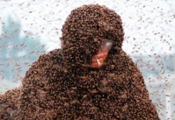 Қытайда ер адам үстіне 1 миллион араны қондырды