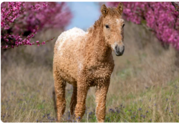 Кучерявая лошадь