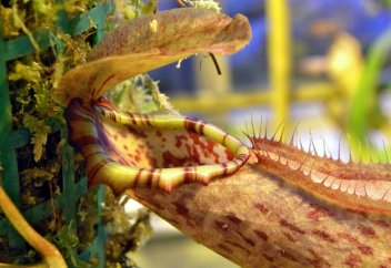 Егеуқұйрықпен қоректенетін өсімдік