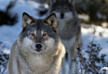 Жануарлар әлемі: Көкжалдар өмірінің құпиясы