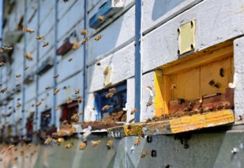 Қытайлар аралардың санын арттыру үшін қолданған айласы (видео)