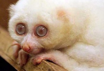 "Ақ қарғалар": Альбинос адамдар не үшін қоғамның қаһарына ұшыраған (видео)